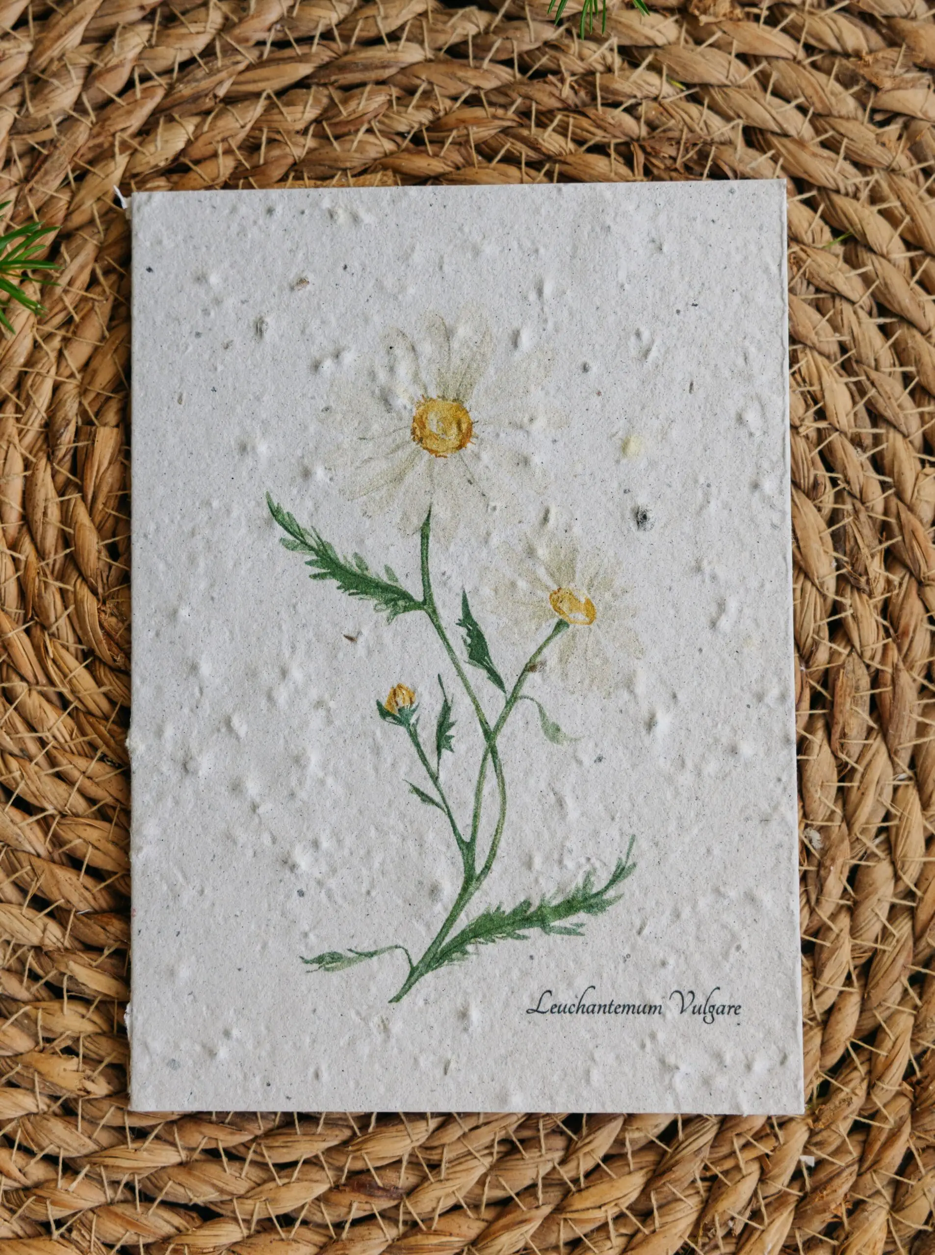 Marguerit kort fra Spirpapir